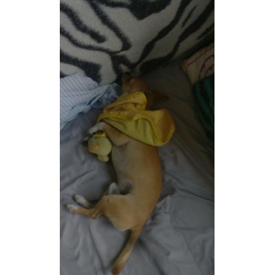 Dog