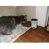 Filouke en haar favorite eten