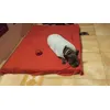 ROSA SLEEPY