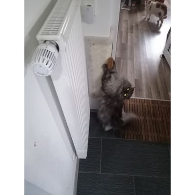 Socke
