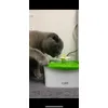 Catit mini