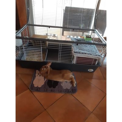 cage