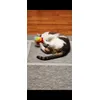 Puuurrfect