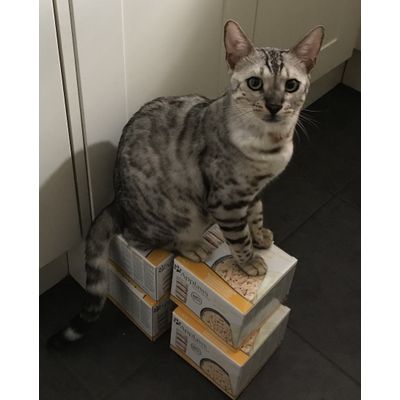 Binx loves his Applaws