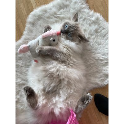 Cleo loves her unicorn