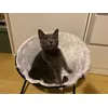 Tappncs
