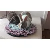 Kaninchen