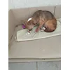 chihuahua loves it