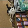 Milkica