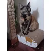 la mia scelta