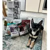 Der kleine Wolf hat Nachschub