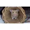 Hovis and his willow tunnel 