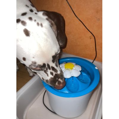 Meine Tiere lieben ihre Trinkbrunnen
