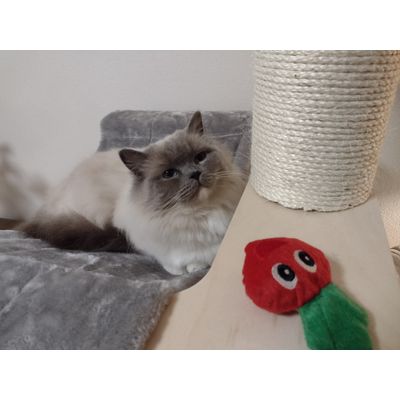 Alisa is tevreden