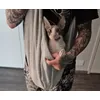 Cornish rex