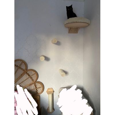 My cat love these