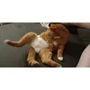 Kot