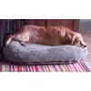 BED Resting Rosie