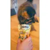 Coco helping herself 