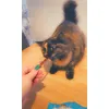 My salmon sticks