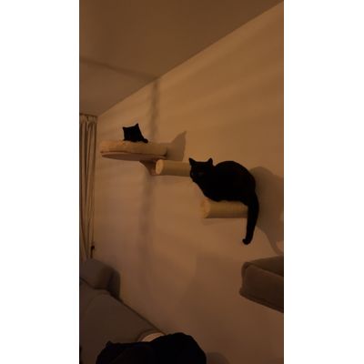 Wandmontage katgen