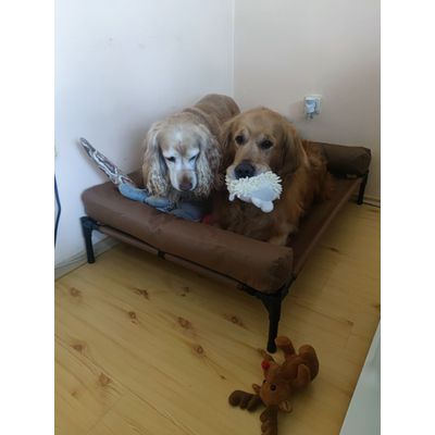 excellent product great for two dogs