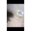 Chat et croquettes