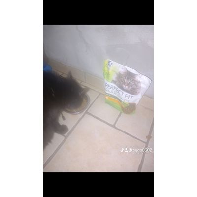 Chat et croquettes