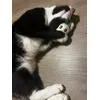 Chester loves it