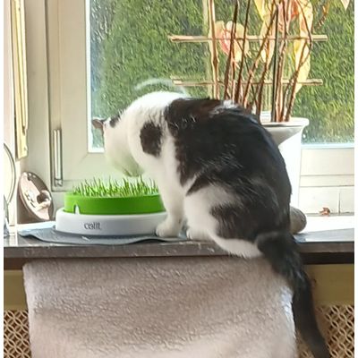 Phoebe liebt dieses Gras