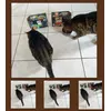 SHEBA Selection in Sauce