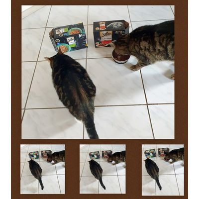 SHEBA Selection in Sauce