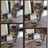 Minka und Lucky mit SHEBA Selection in Sauce 