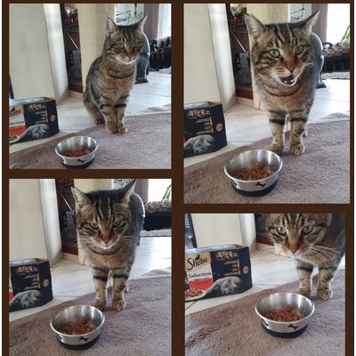Minka und Lucky mit SHEBA Selection in Sauce