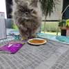 Izia et ses sachets whiskas 