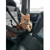 Elod is travelling