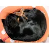 Mini dachshund love it