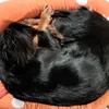 Mini dachshund love it