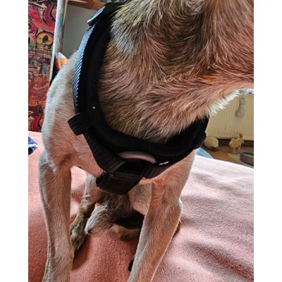 Woody mit dem neuen Geschirr