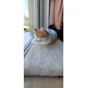 KITTY