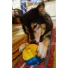 Snackball