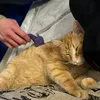 Furminator