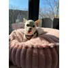 Hugo enjoying the sun