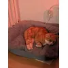 Senior Cat Bett