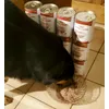 Royal Canin Medium Adult Mousse 