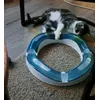 Blije kitten