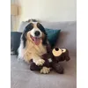 Taz