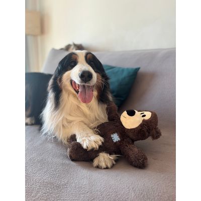 Taz