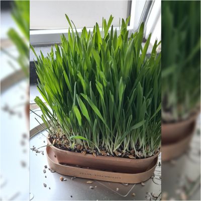 Zolux bakje van karton met mooi gras