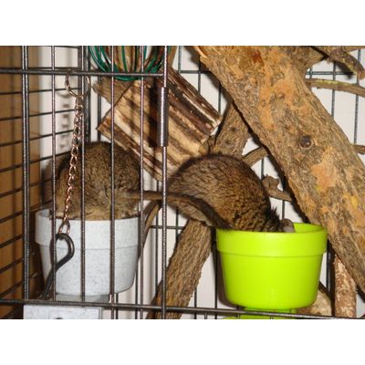 Degús comiendo